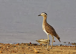 DOUBLE-STRIPED THICK-KNEE