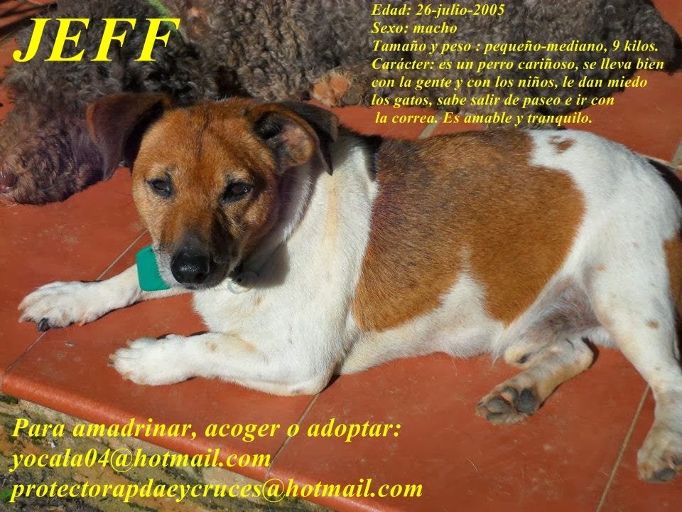 Jeff en adopción