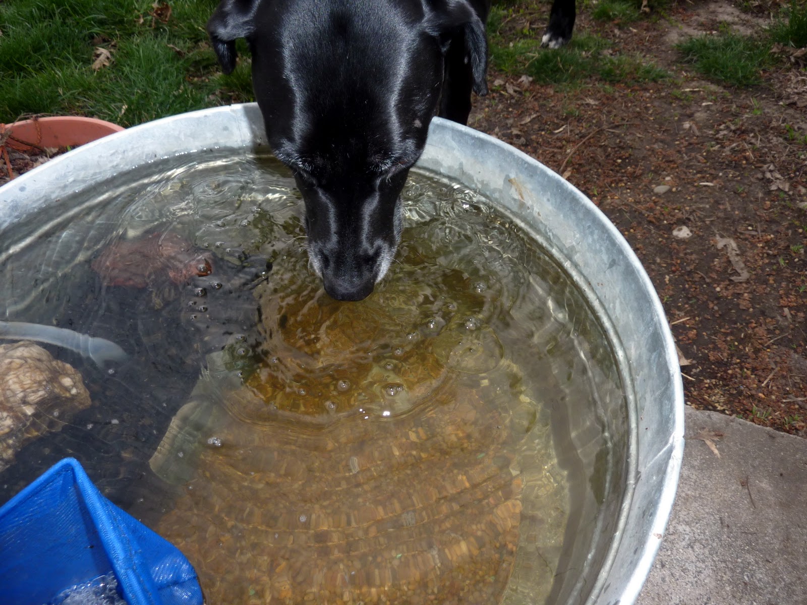 Gone Feral In Idaho April 2011