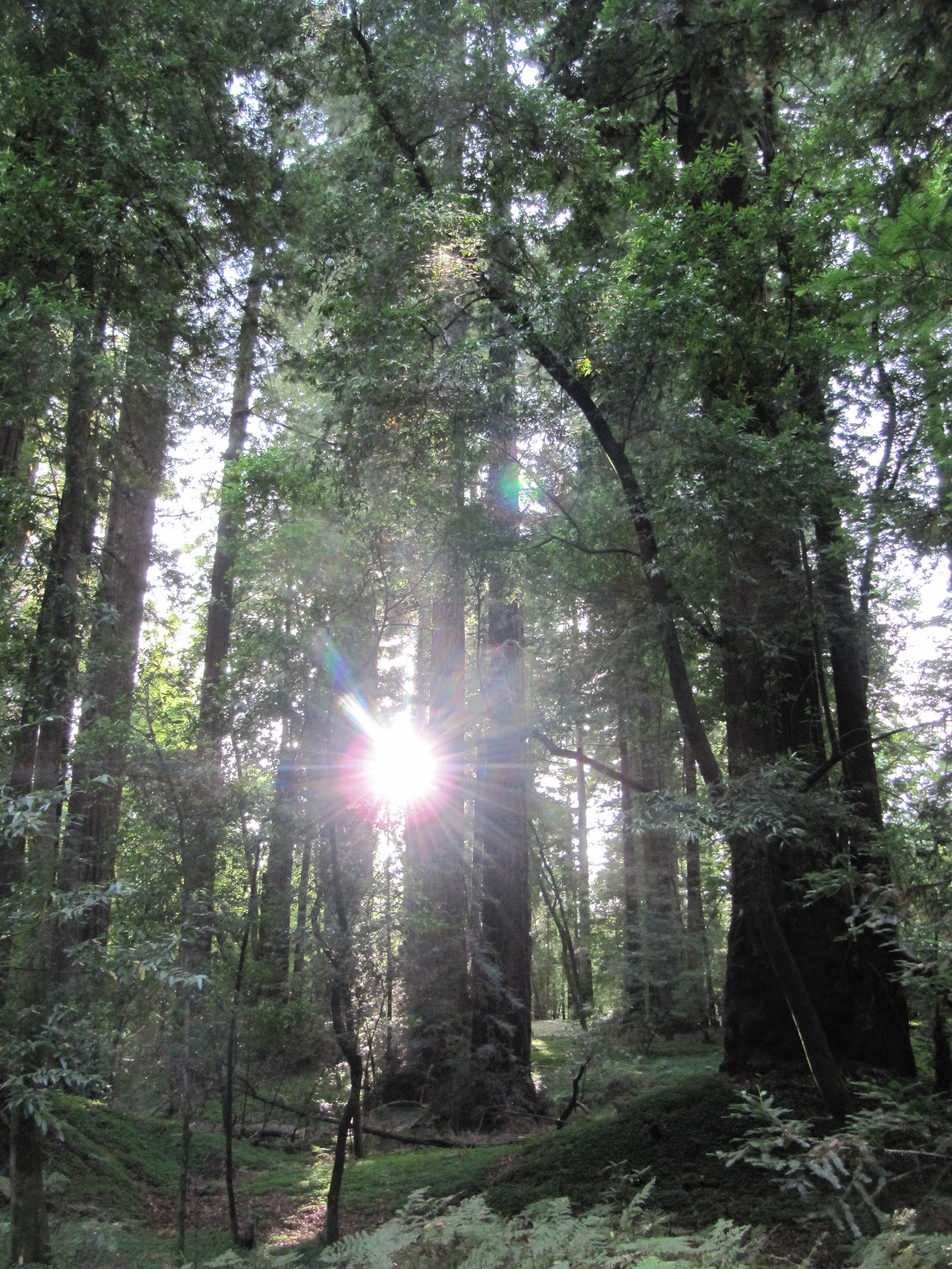 My Travels Redwood Trees Road Trip from San Jose, CA