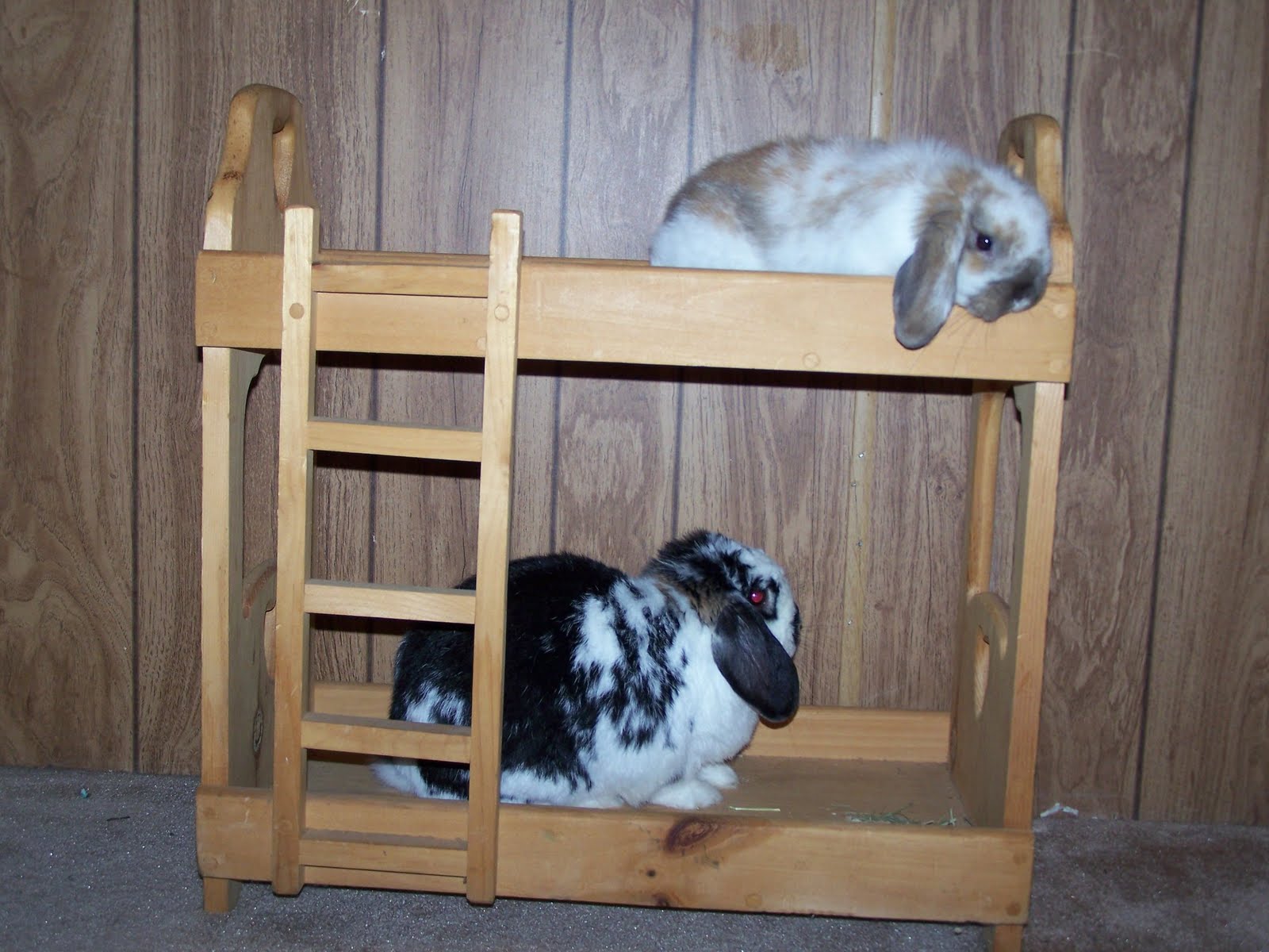 Rabbit Slippers The Bunny Bunk Bed