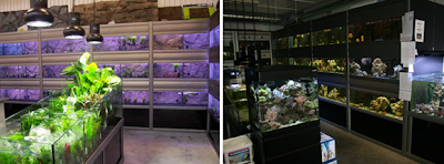 comprar peces agua dulce, peces agua dulce, cuidados peces agua dulce, adquisicion peces agua dulce, adquirir peces, vender peces agua dulce, acuario agua dulce, agua acuario agua dulce