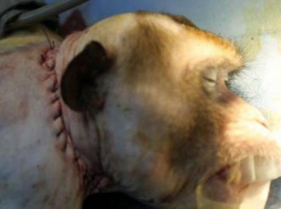 Neurosurgeon: 'Head Transplant Has Been Successfully Done On A Monkey'