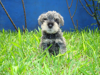 Schnauzer Puppy Image