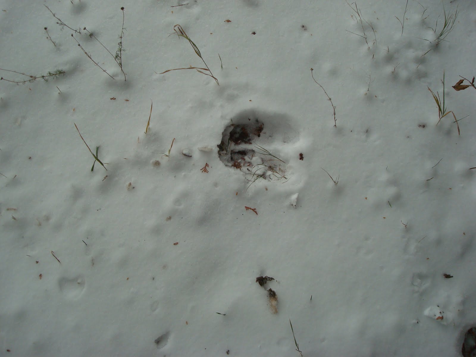 Moose Tracks