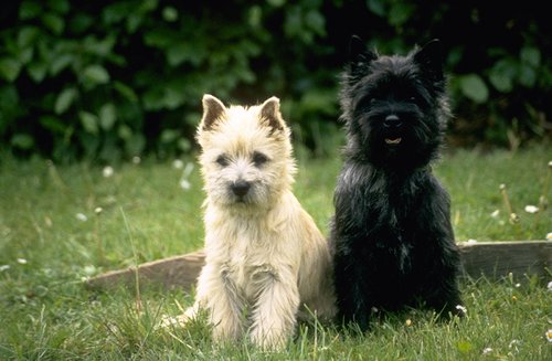 Small Dog For Sale Cairns Small Dog For Sale Cairns