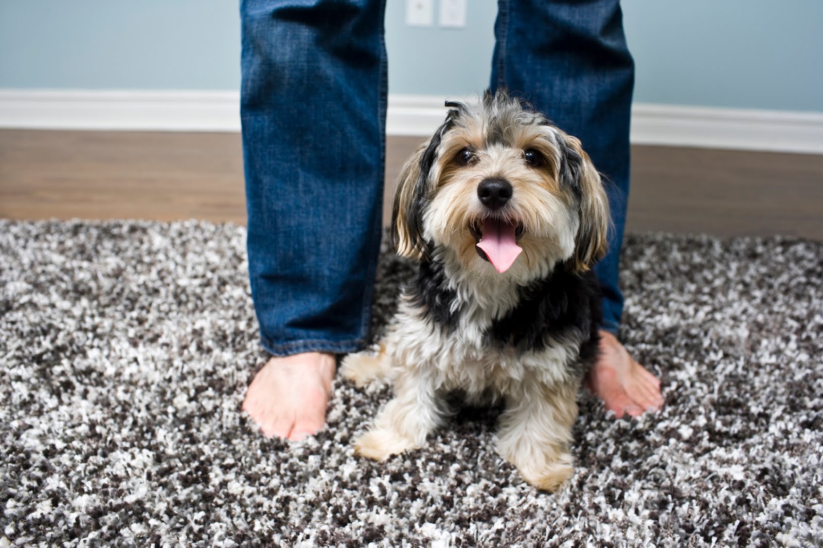 Caring for Your Rugs · Triple S Carpet & Drapery Cleaners