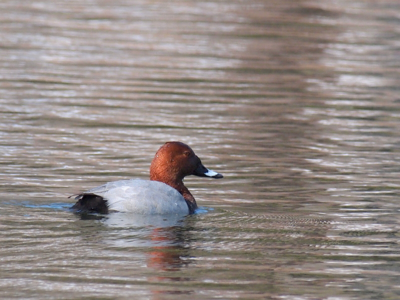 ホシハジロ おまさのこっそり野鳥日記