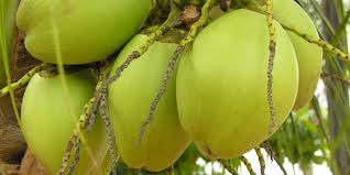 RESEP BUBUR SUMSUM SANTAN KELAPA RESEP BUBUR SUMSUM SANTAN KELAPA