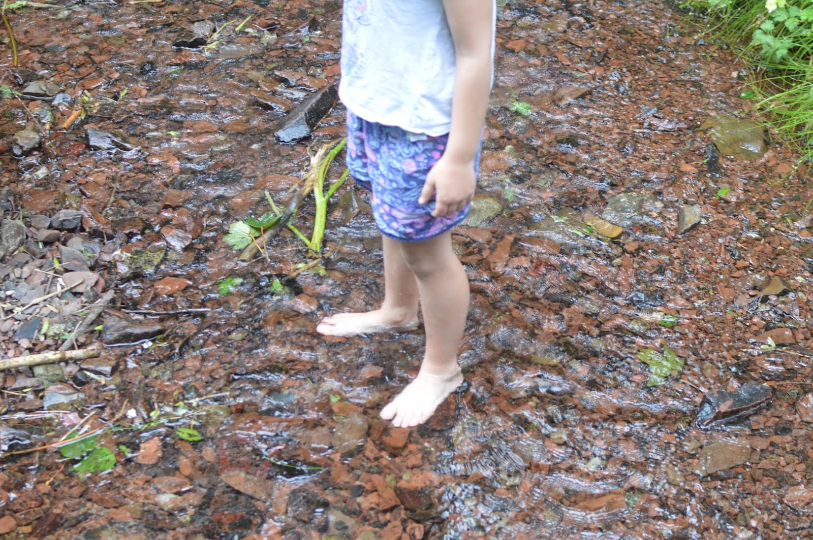 A Woodland Walk Castle Pill Woods Diary of the EvansCrittens