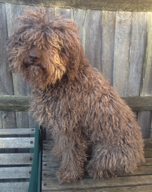 Professional Dog Grooming Shampoo MD10 Collection Champu para Perros