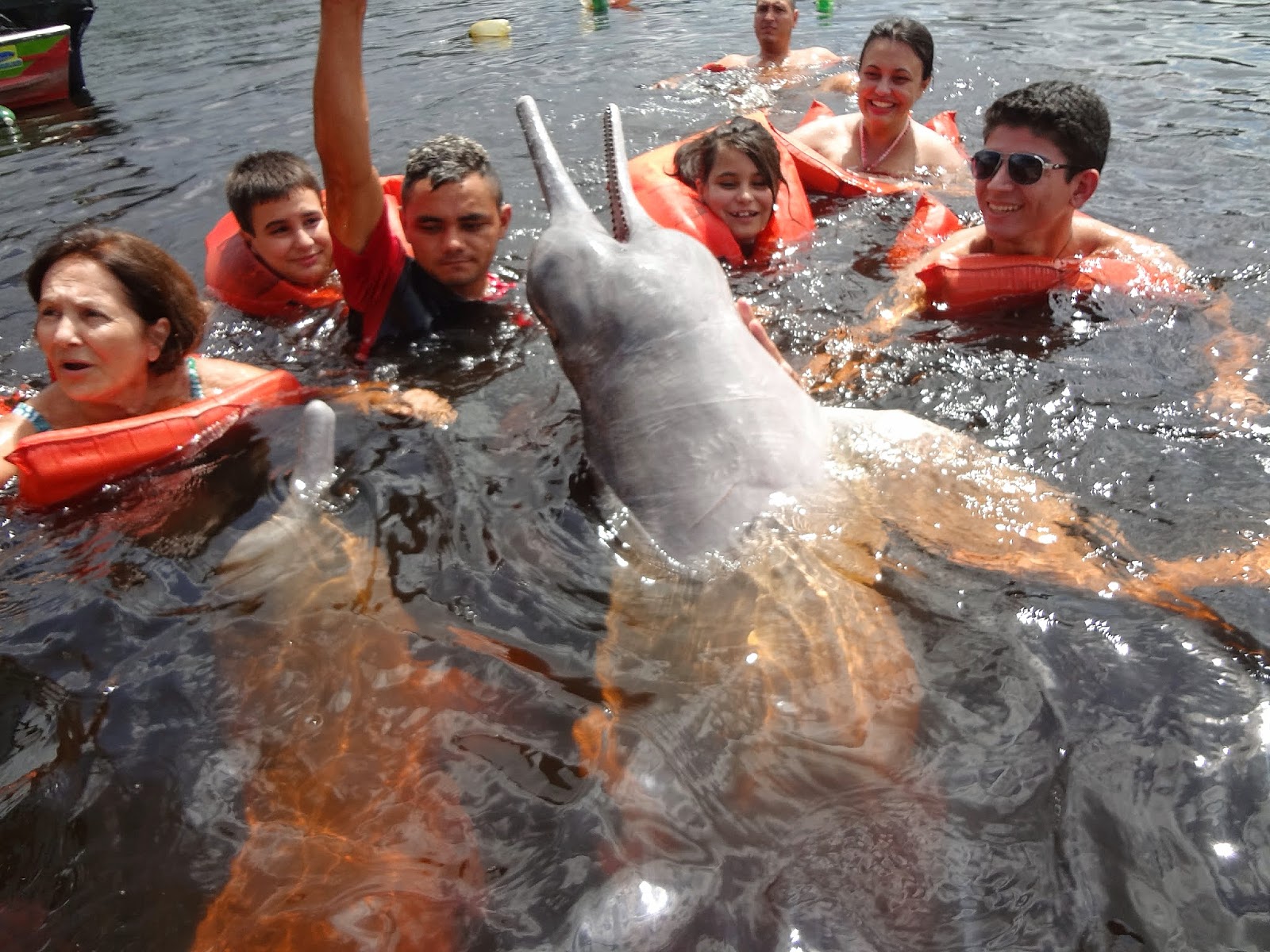 Nado com os botos cor de rosa próximo a Manaus - Rio Negro Uma viagem de barco e rede de Manaus a Belém, passando em Alter do Chão: botos e outros bichos, índios, selva, praias, museus e encontros de muitas águas!