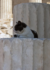 Cat at...Acropolis