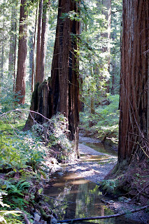 giant trees and creek at Armstrong Redwoods State Natural Reserve