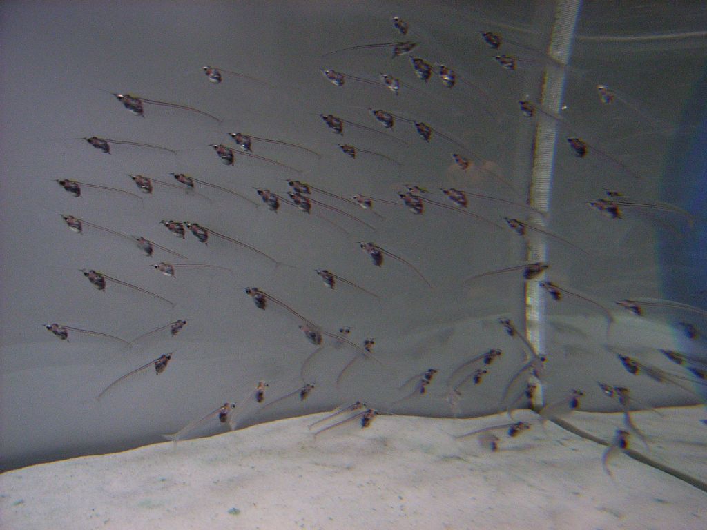 Asian Glass Catfish Asian Glass Catfish