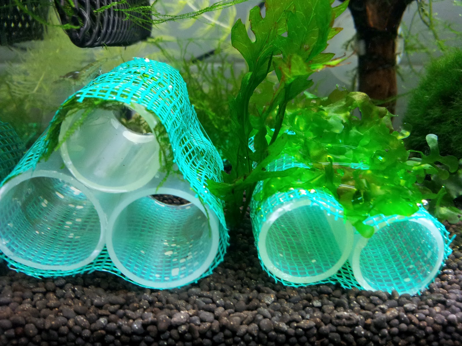 Crusty Red Shrimps Building my own Aquarium Ceramic Shrimp Breeding cave