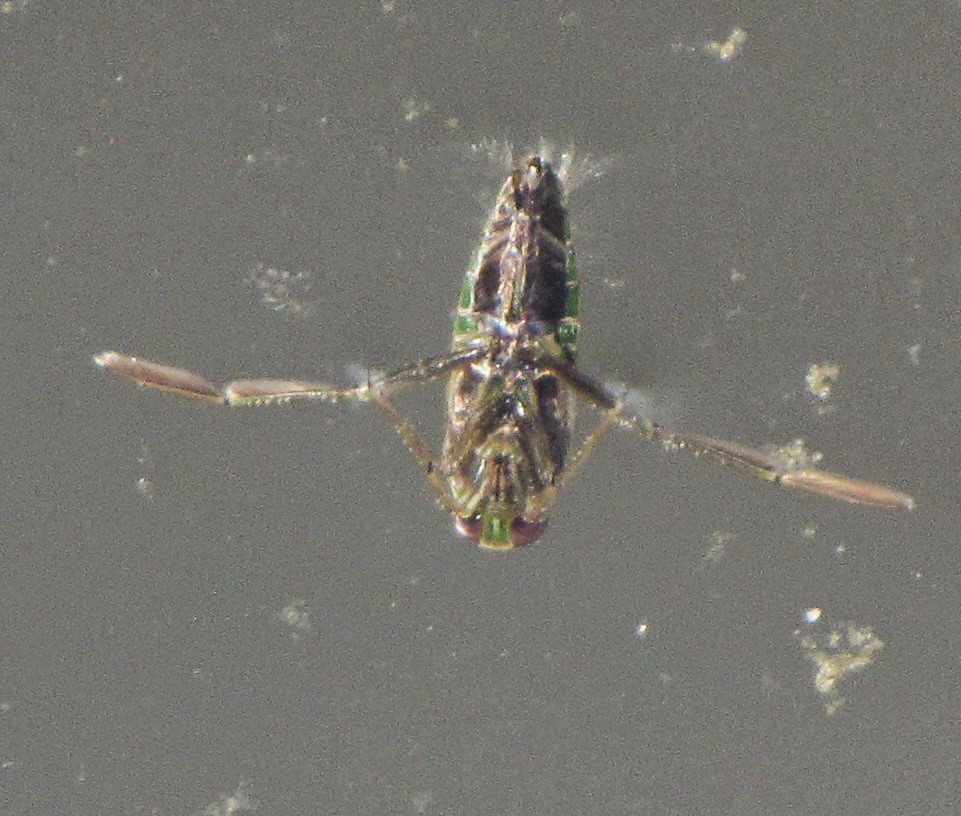 Bug Eric Backswimmer Or Water Boatman