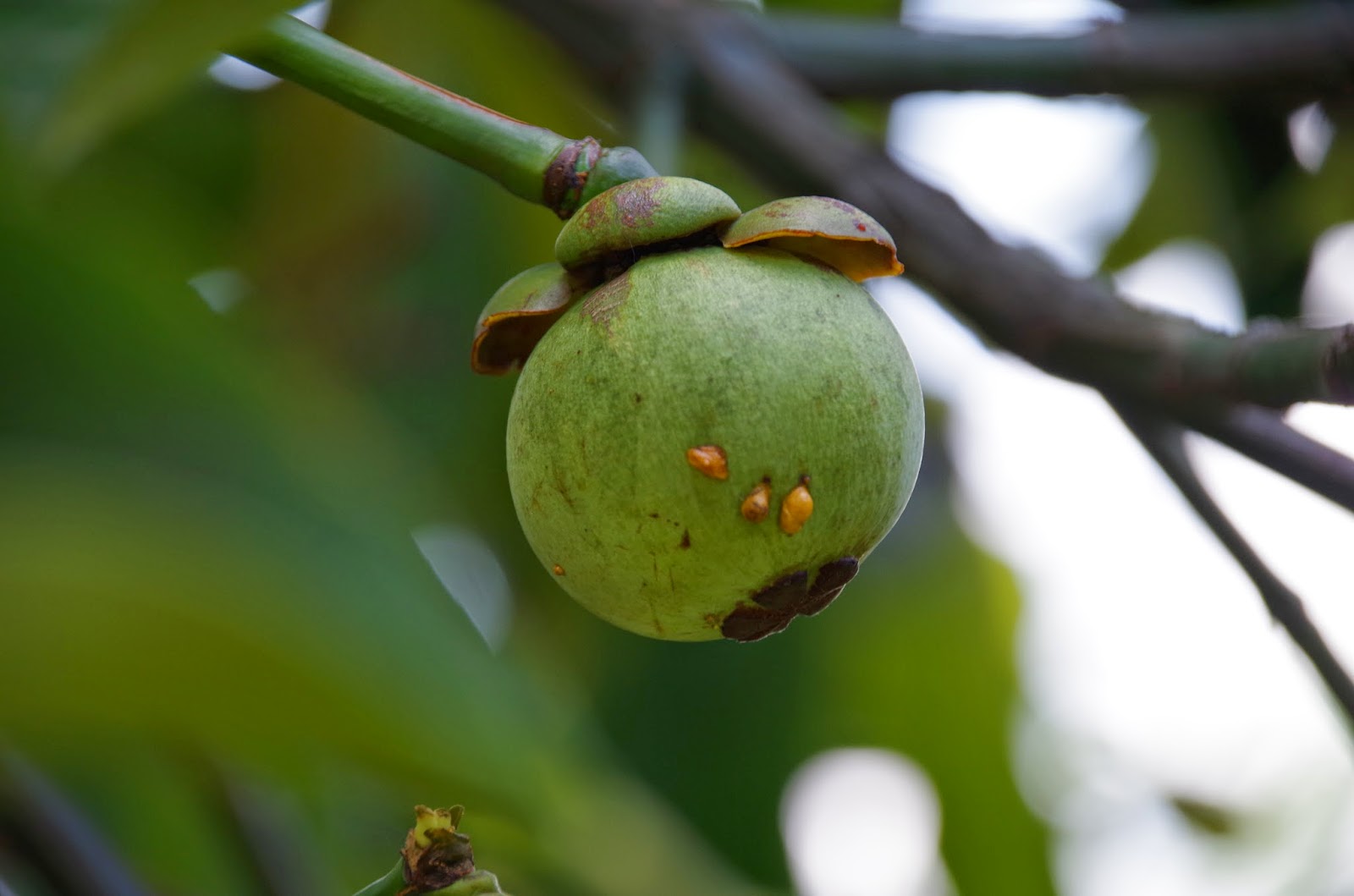 Trees and Plants Mangosteen
