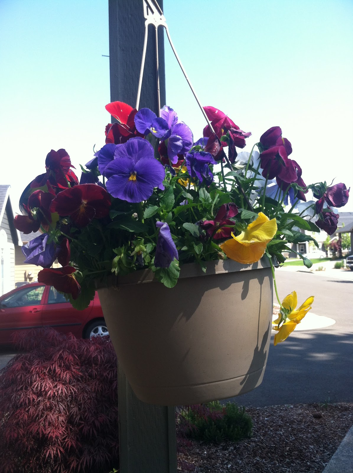 Erika'sBackToBasics Watering hanging baskets with wine bottles