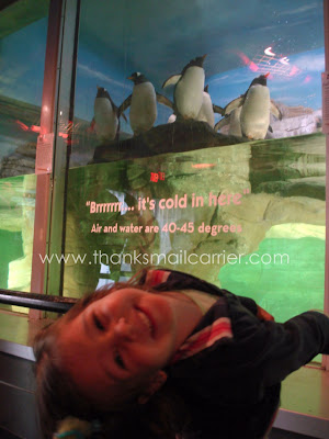 penguin exhibit