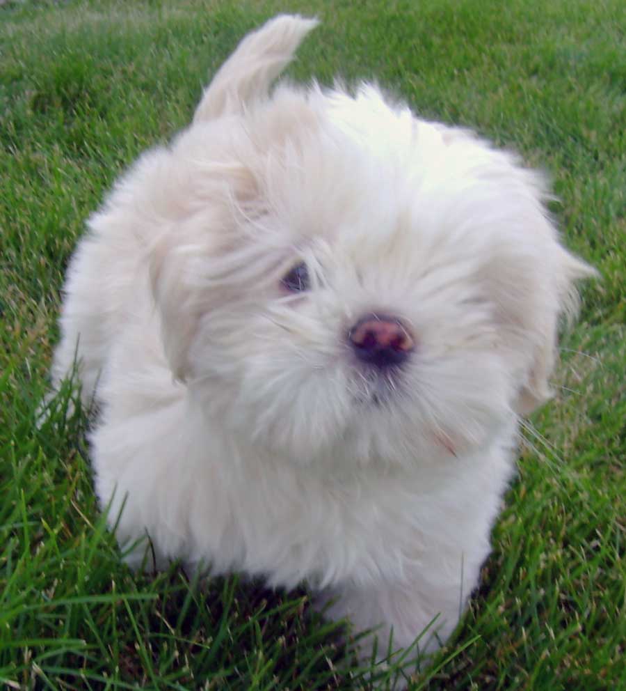 Lhasa Apso Puppies Lhasa Apso Puppies