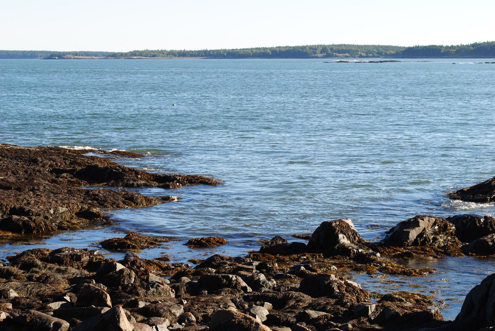 Field Notes and Photos Ripley Neck in Downeast Maine.