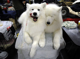 Animal Planet Westminster Dog Show Animal Planet Westminster Dog Show