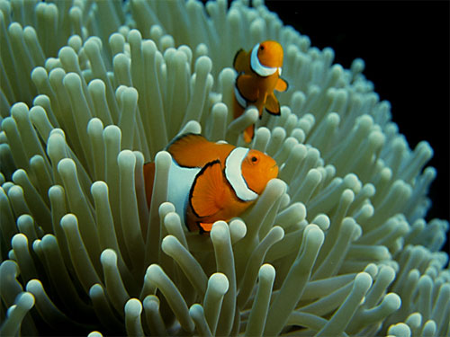 clownfish and anemone