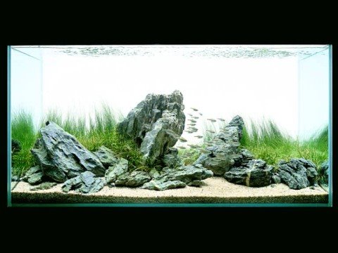 Amano Fish Tanks