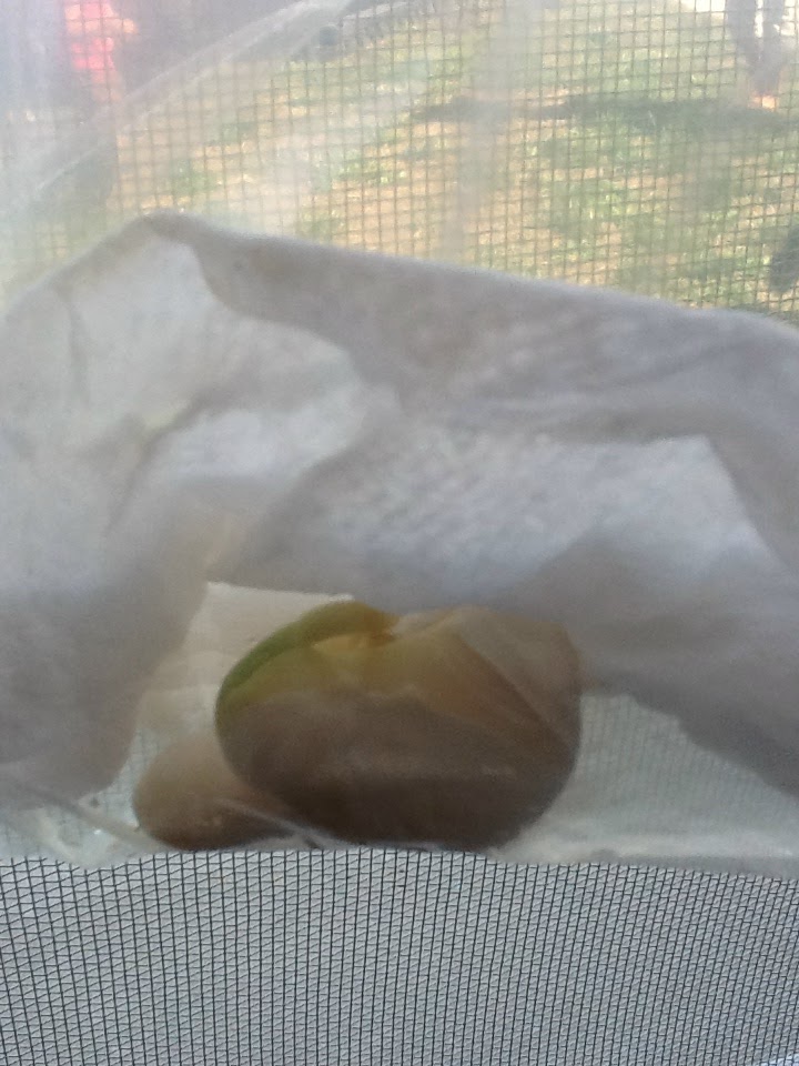 What's Happening in 3A Lima Bean Observations Oct. 1st