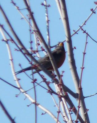 robin