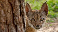 ¡¡POBRE LINCE!!. Dossier