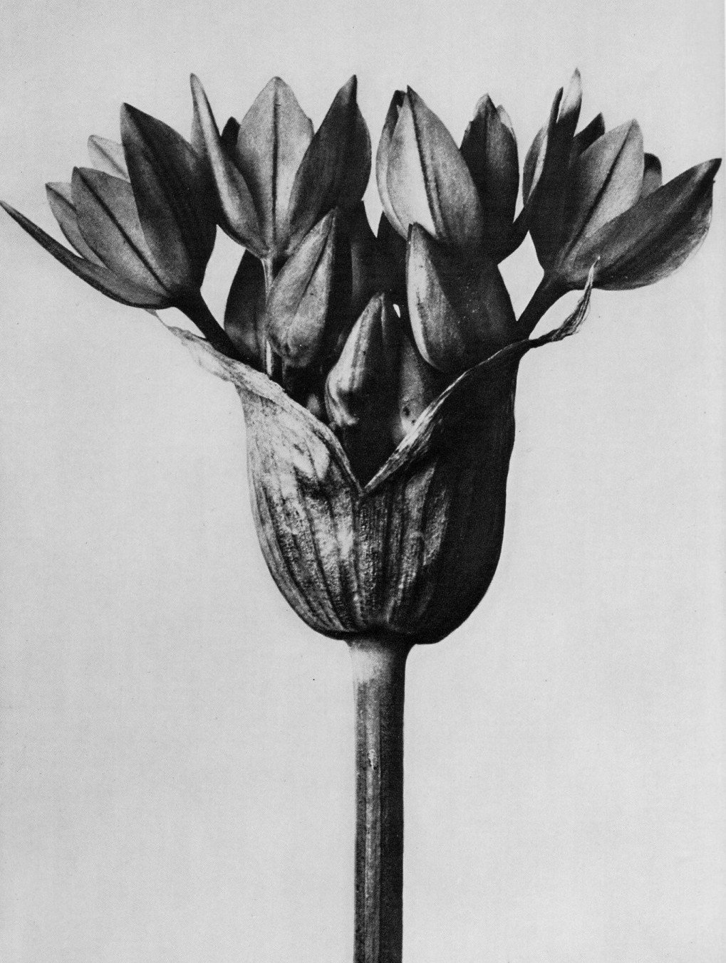 未使用　Karl Blossfeldt  植物画　ボタニカルアート　カールブロス KARL BLOSSFELDT｜EGGSEED