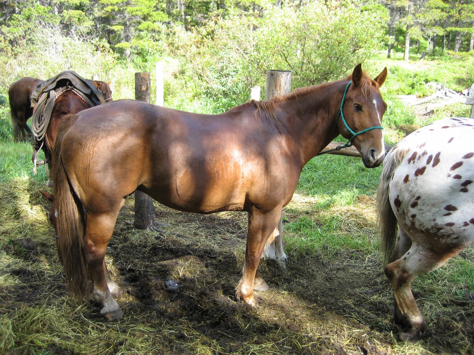 Do Horses Neigh When They Run? What are a horse's chestnuts?
