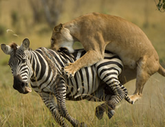 Hunting in Masai Mara