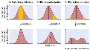 biology blog 4 describe the three types of selection directional disruptive selection
