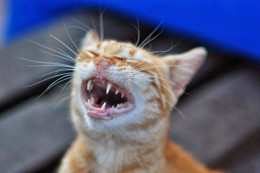 20 Hilarious Cats Laughing at You Best Photography, Art, Landscapes and Animal Photography