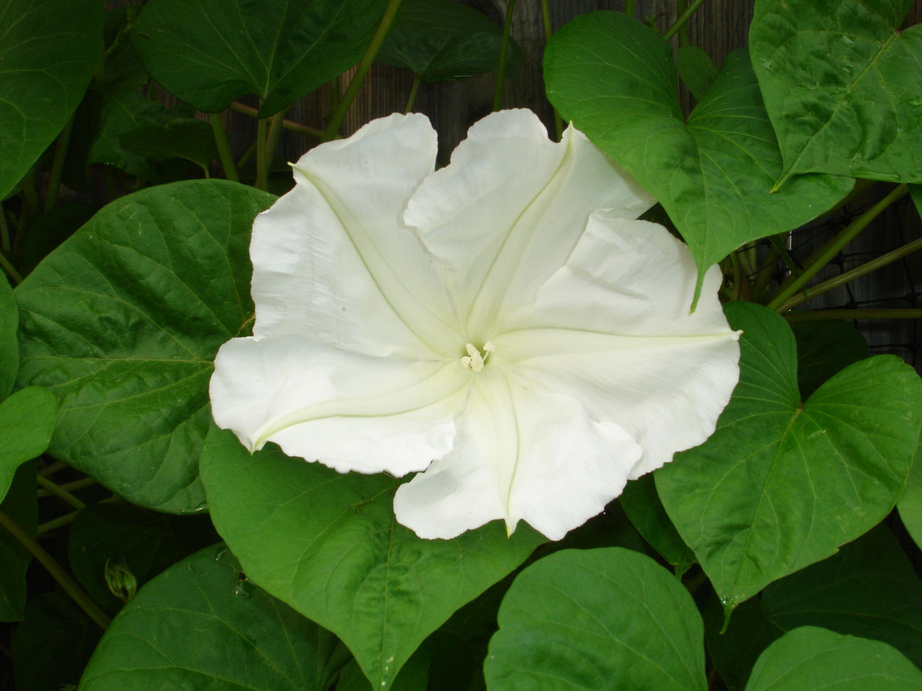 Lavender Garden Cottage 15 Flowers Perfect for a Moon Garden