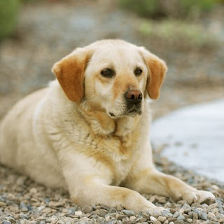 Labrador Retriever Training Practical Commands Training Labrador Retriever Training Practical Commands Training