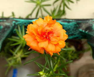 Orange Portulaca Grandiflora