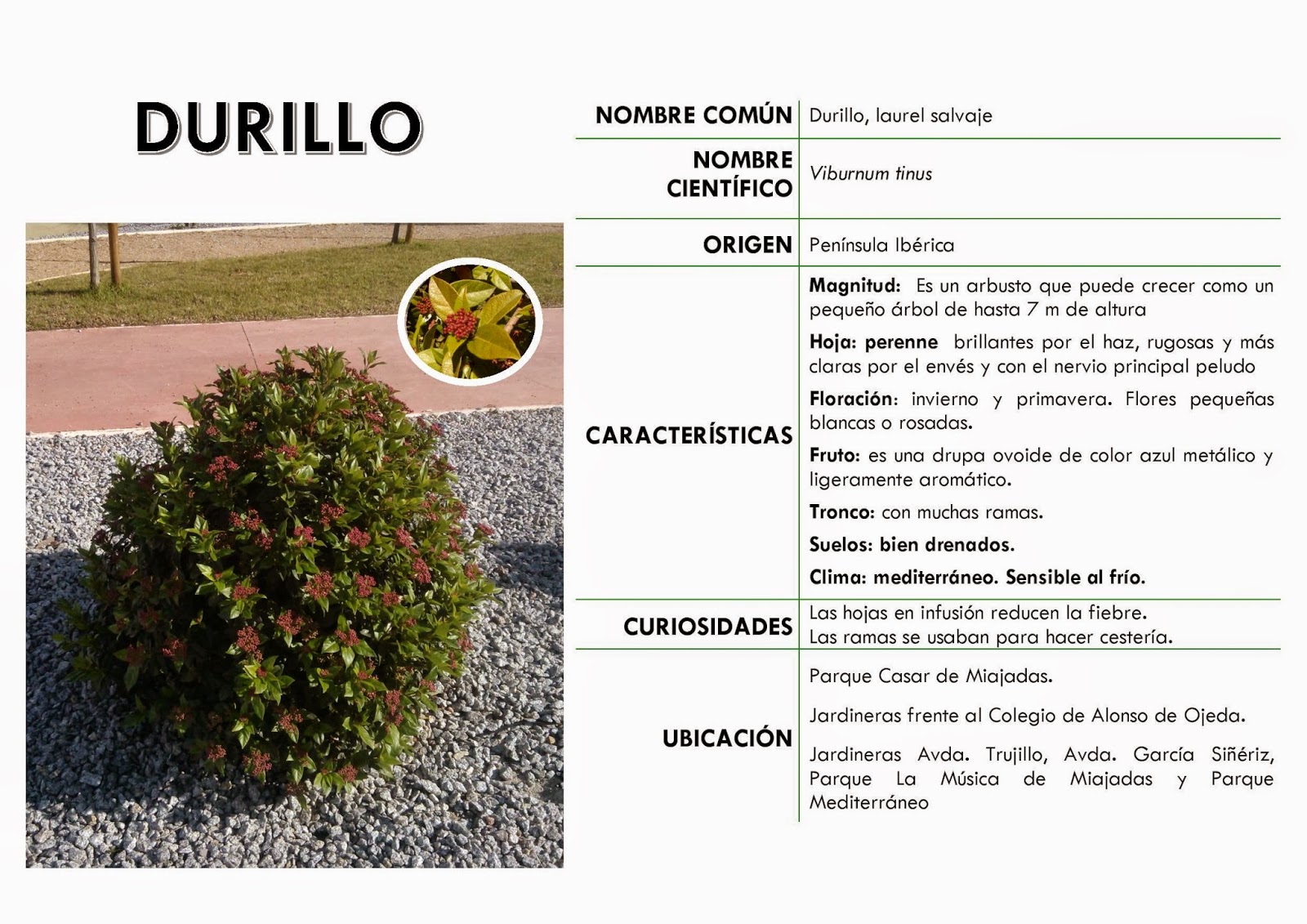 Jardineria Eladio Nonay Viburnum Tinus O Durillo Jardineria