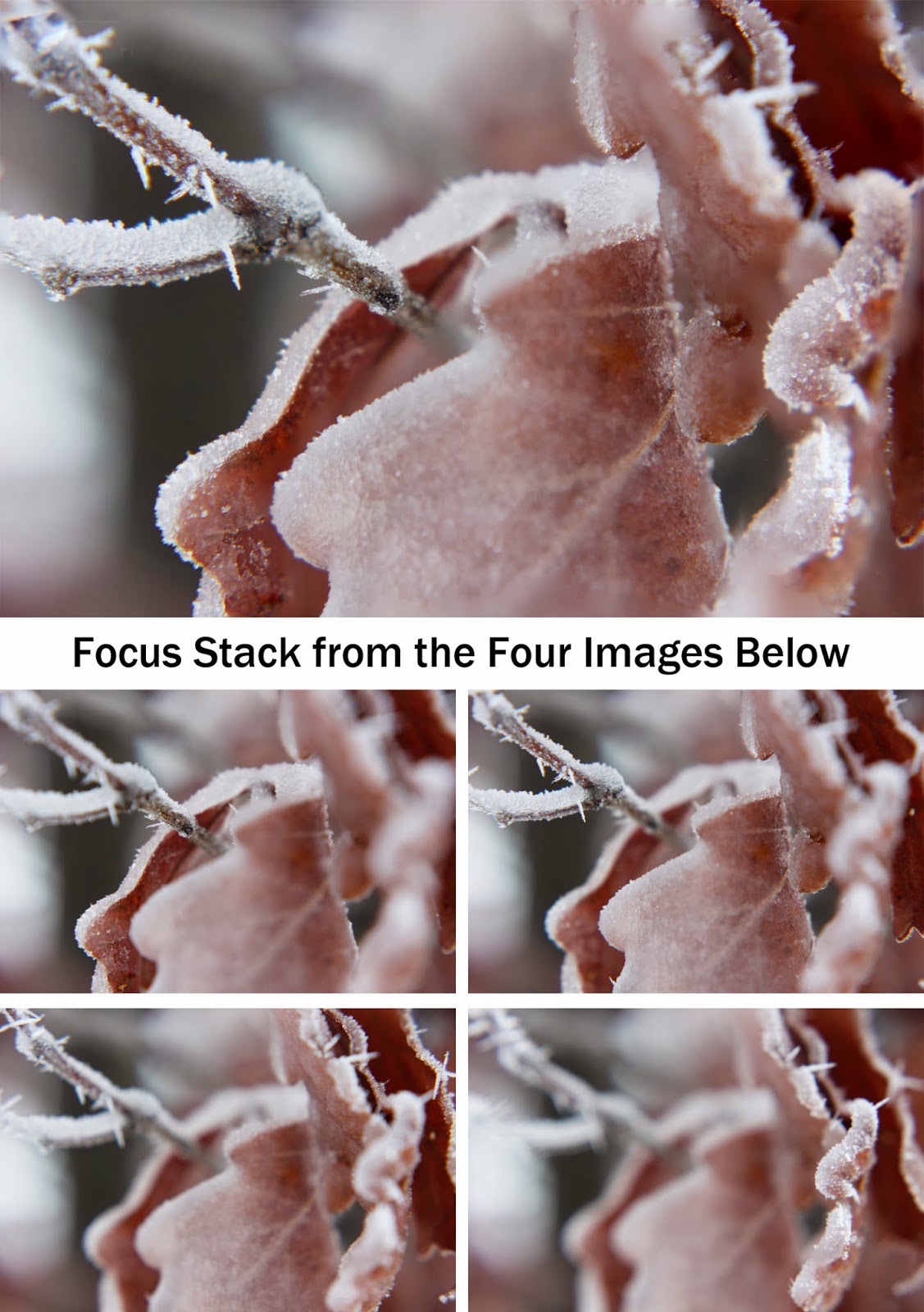 Focus Stacking for Macro and CloseUp Photography Boost Your Photography