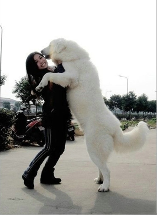 lovely pets Top 10 dog breeds for protection