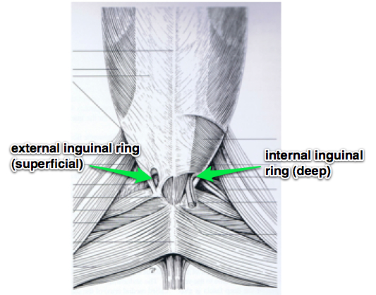 Bvetmed1 Canine Abdomen Lecture 140