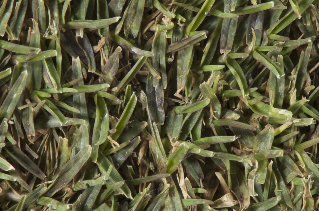 pythium blight