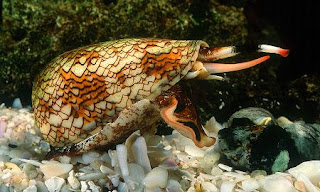 binatang amfibi snail