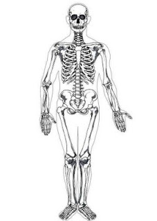 Human Skeleton