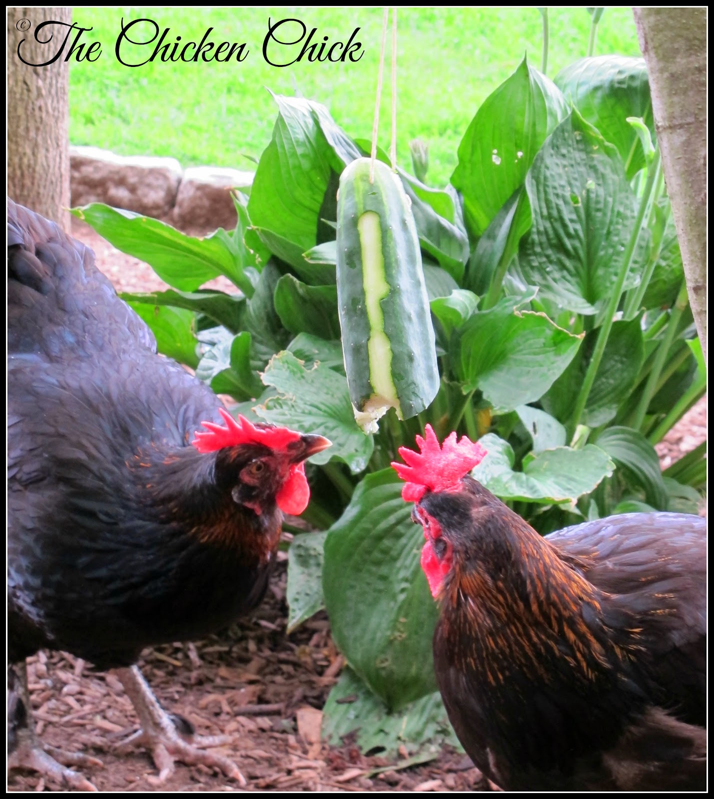 Cucumber Tetherball Chicken Boredom Buster The Chicken Chick®