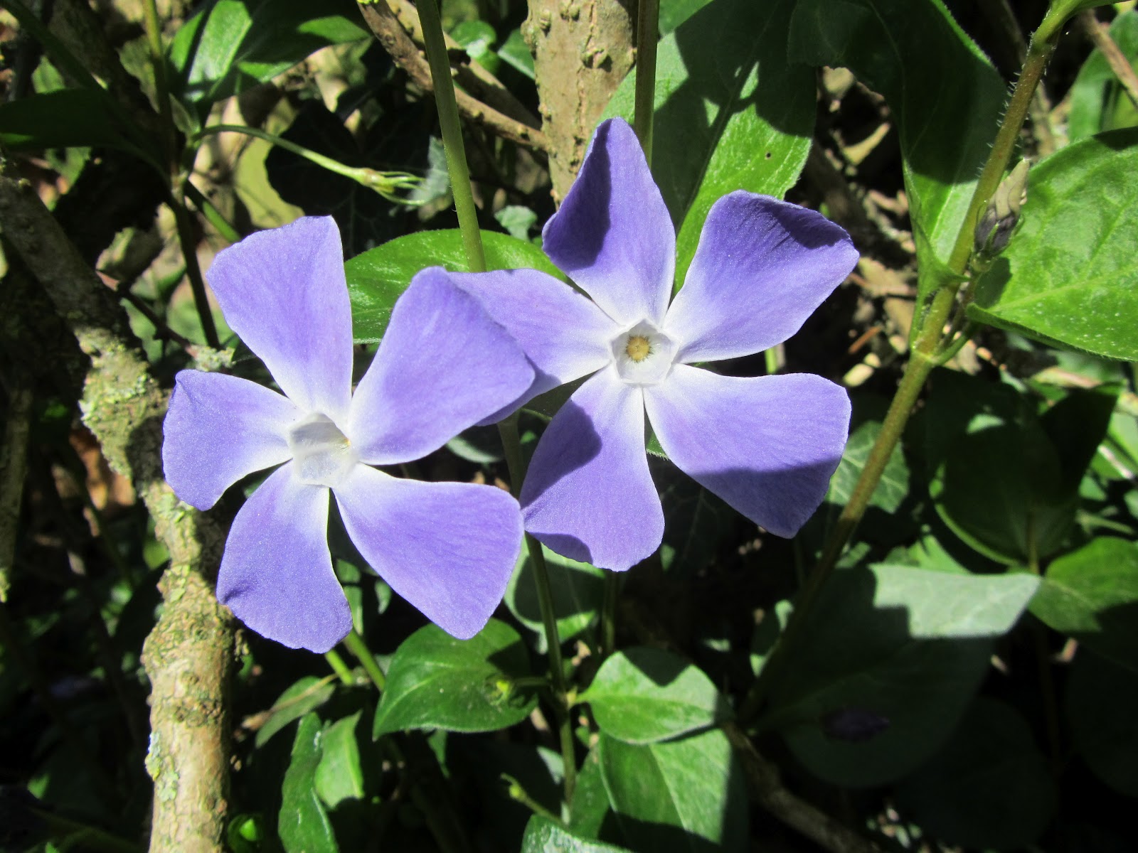 Narrowboat Armadillo Flowers and clouds.