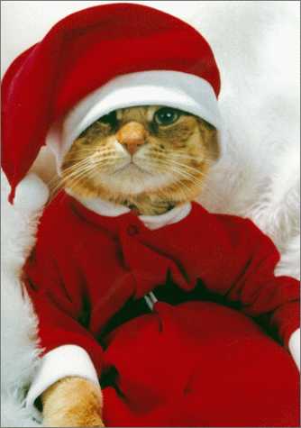 Free Desktop Background Wallpapers: Funny Christmas Cats Wallpapers Free Desktop Background Wallpapers: Funny Christmas Cats Wallpapers